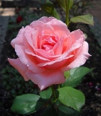 Троянда флорибунда сорт Queen Elizabeth (Куїн Елізабет) фото
